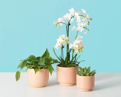 How To Repot an Orchid from Plants 101