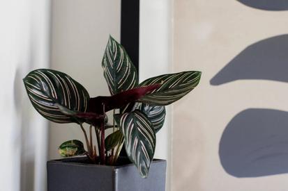 What is a prayer plant? from Plants 101