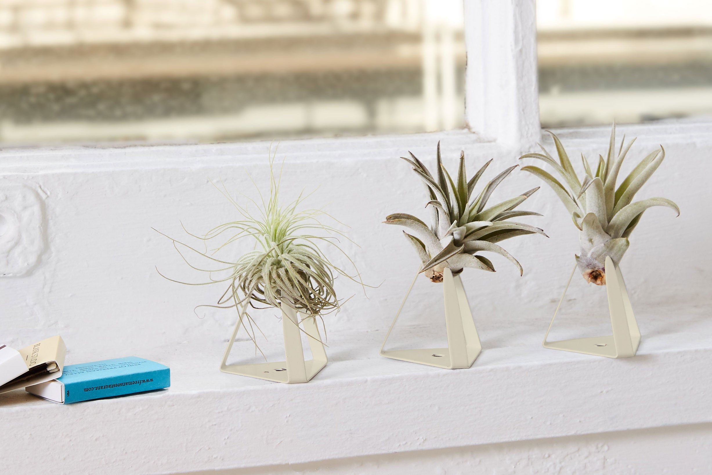 BEST TIPS: HOW TO CARE FOR AIR PLANTS, AIR PLANT CARE GUIDE