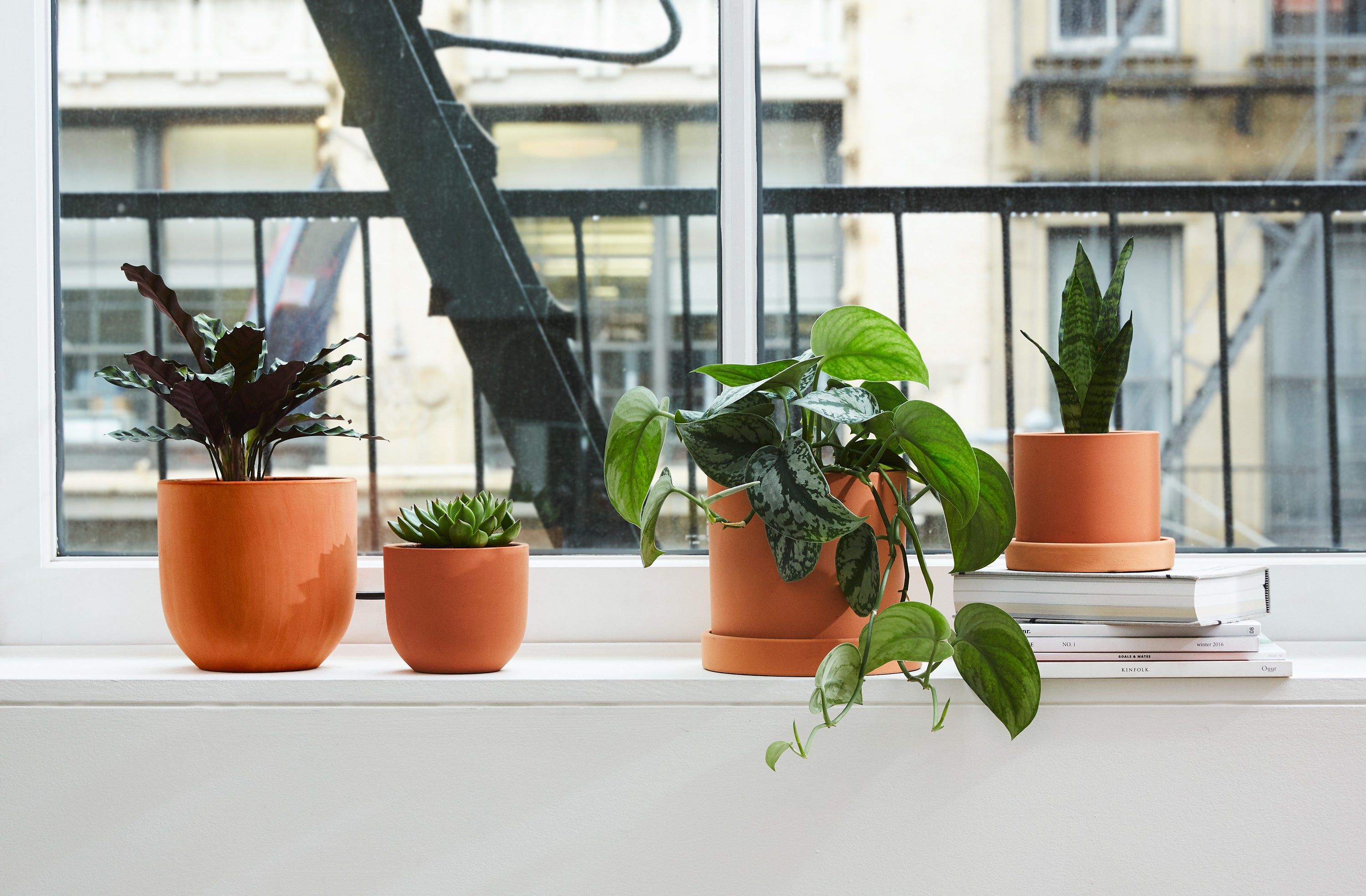 Top Ten Plant Care Tips for Houseplants & Indoor Plants   The Sill