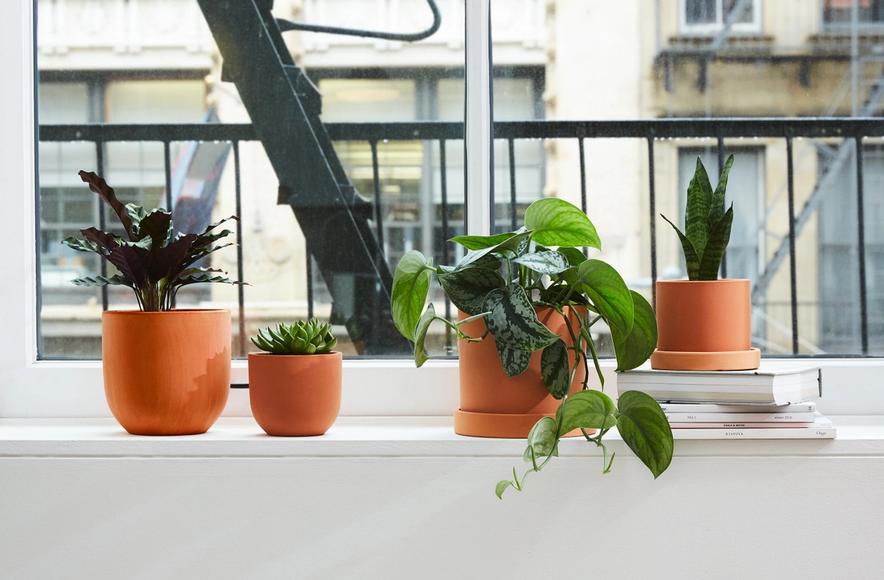 How to Water Indoor Plants the Right Way