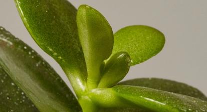 Jade Plant from Plants 101