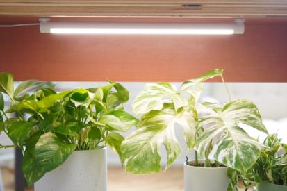 How to Use Grow Lights for Houseplants from Common Care Questions
