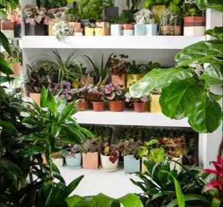 The Top 10 Reasons to Go Faux  Artificial Plant Design - The Sill