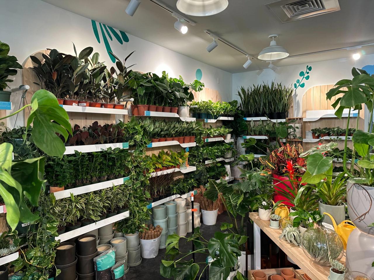 Chicago Plant Delivery Order InPerson & Online The Sill