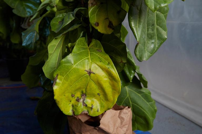 5 Causes For Your Plant’s Yellow Leaves The Sill