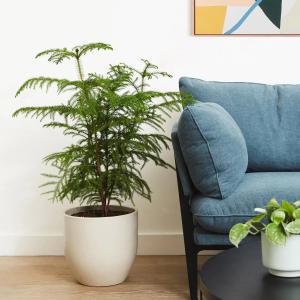 The Sill | Buy Plants Online | Houseplant Delivery & Plant Care