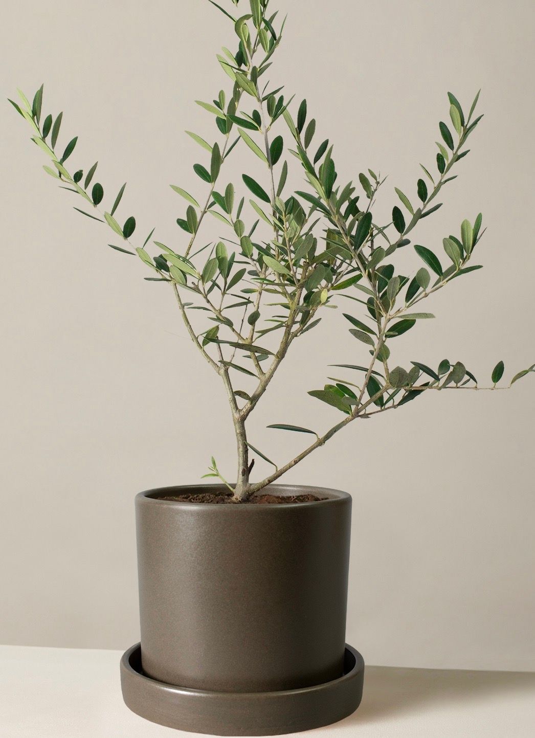 How To Care For An Olive Tree | The Sill