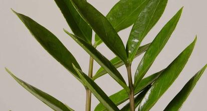 How to Care for a ZZ Plant or Zamioculcas Zamiifolia from Plants 101