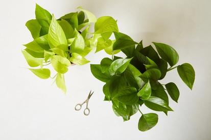 How to Propagate Plants from Design Tips