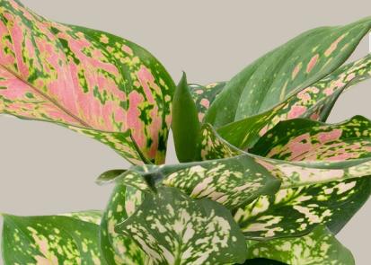 How to Care for an Aglaonema from Plants 101