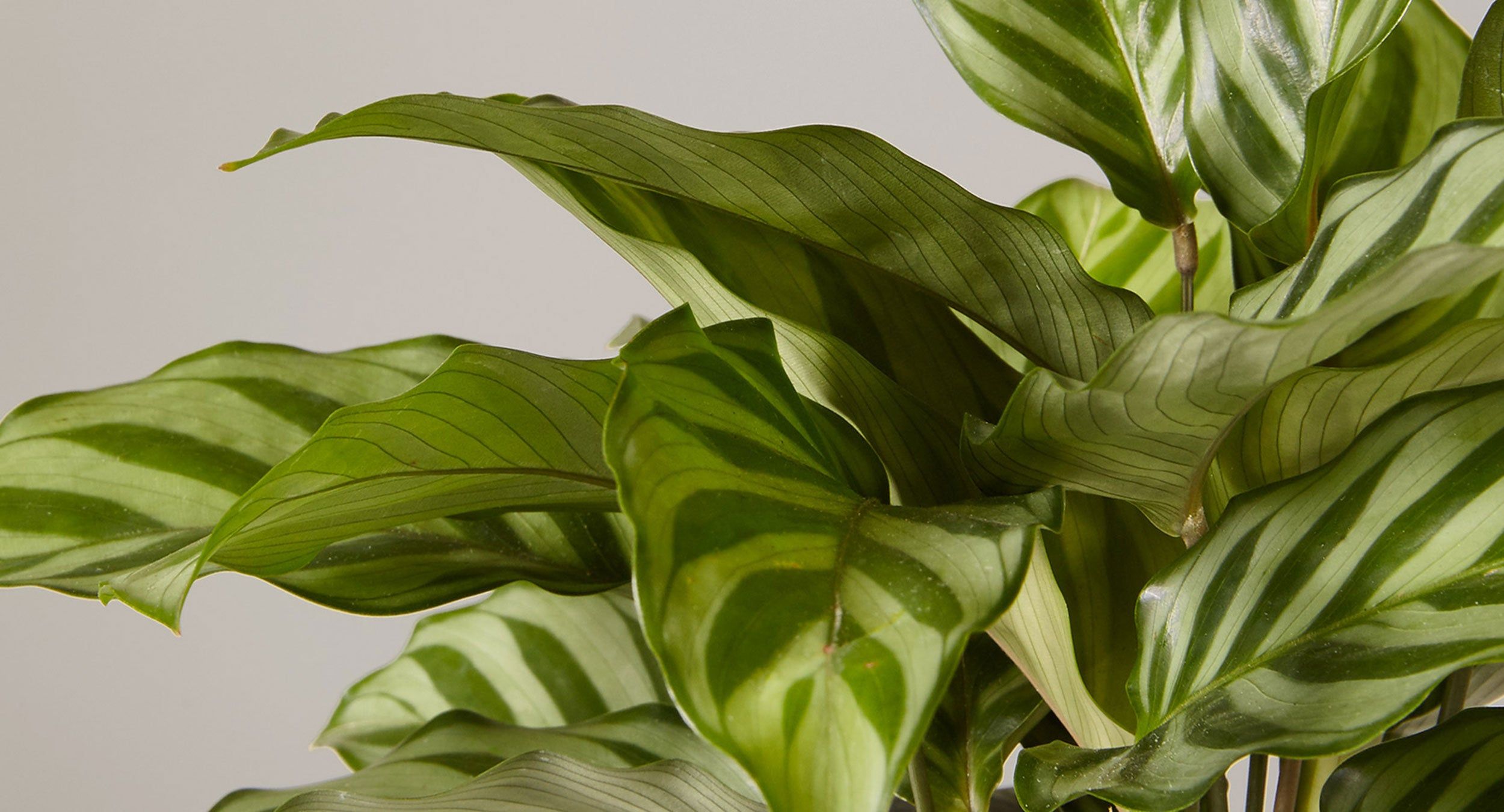 how to care for a calathea plant - the sill