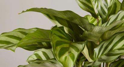 How To Care for a Calathea from Plants 101