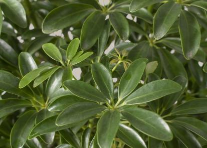 How to Care for a Schefflera from Plants 101