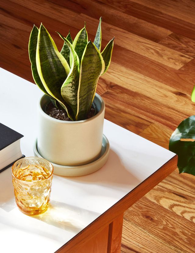The Sill The Best Plant for Your Office or WFH Workspace