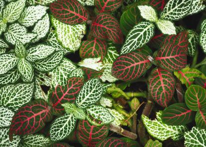 How to Care for a Fittonia from Plants 101