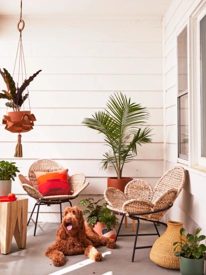 How to Create a Pet-Safe Plant Collection from Common Care Questions