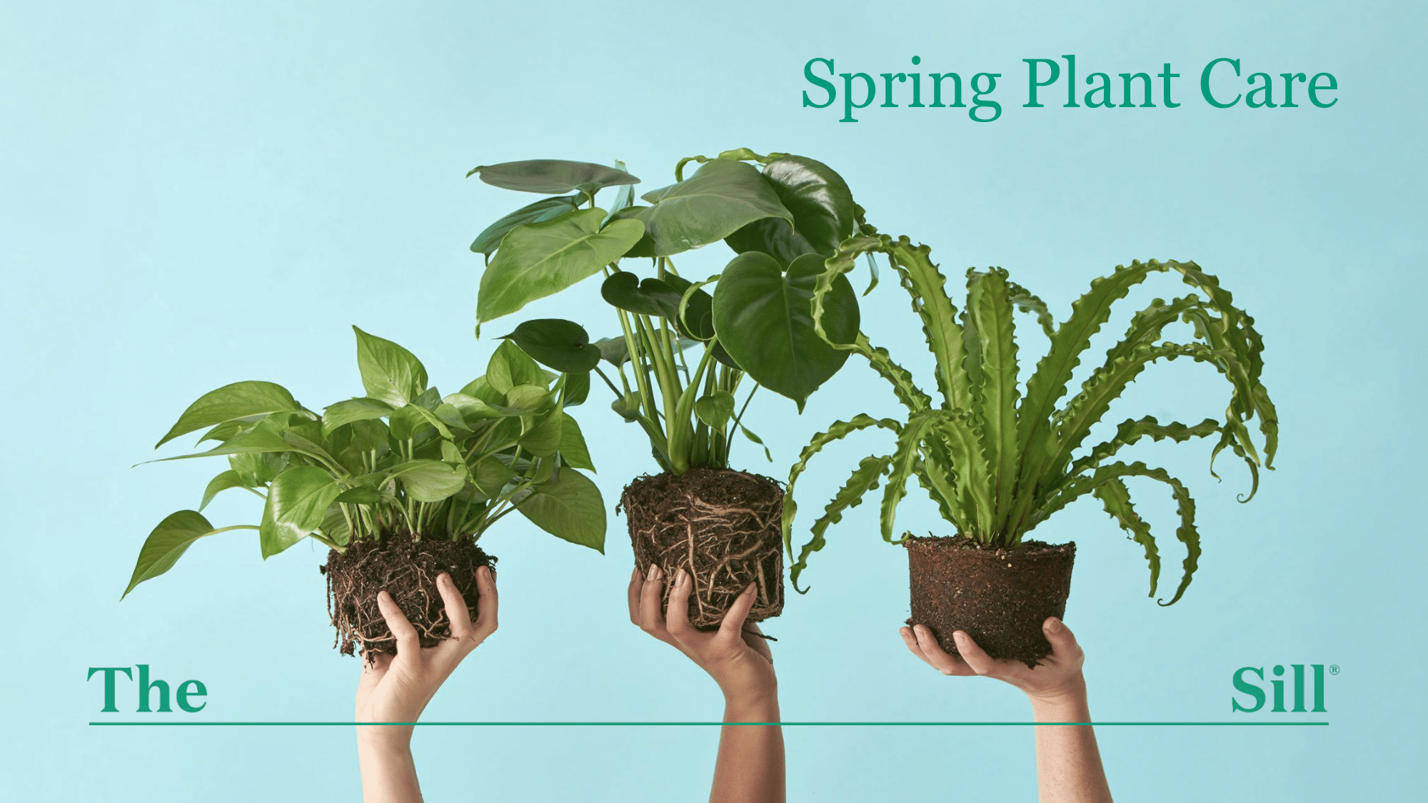 Spring Plant Care