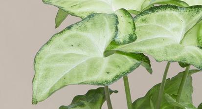 How to Care for an Arrowhead Plant from Plants 101