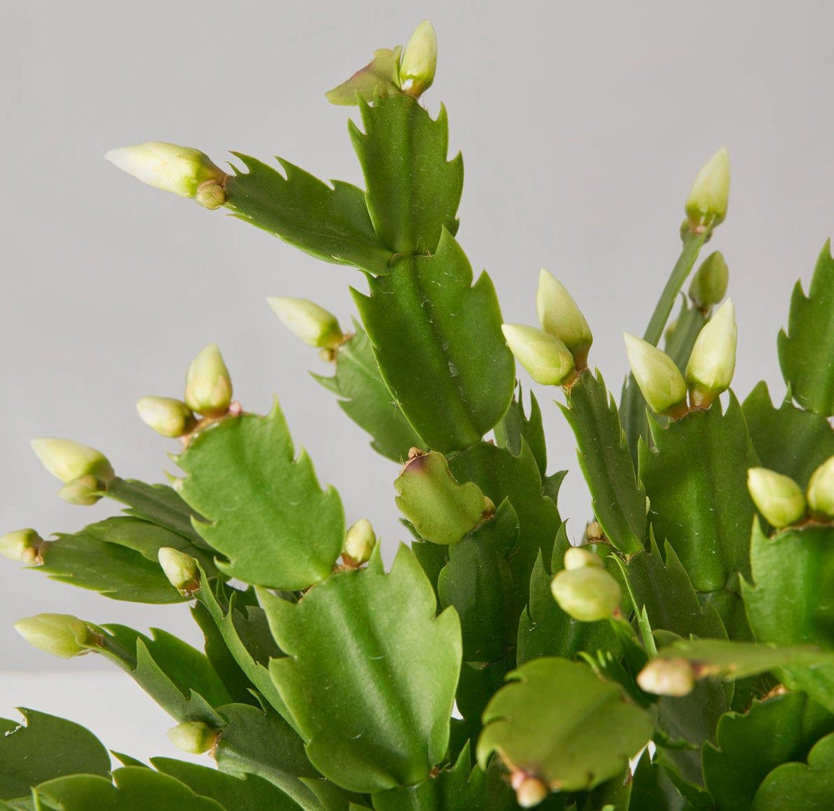 Cactus Flowers: Varieties and Care Guide