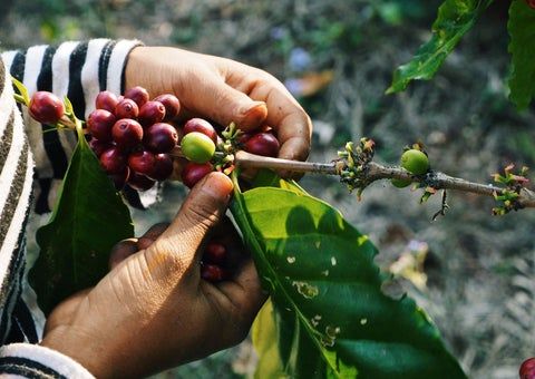 Coffee store beans plants