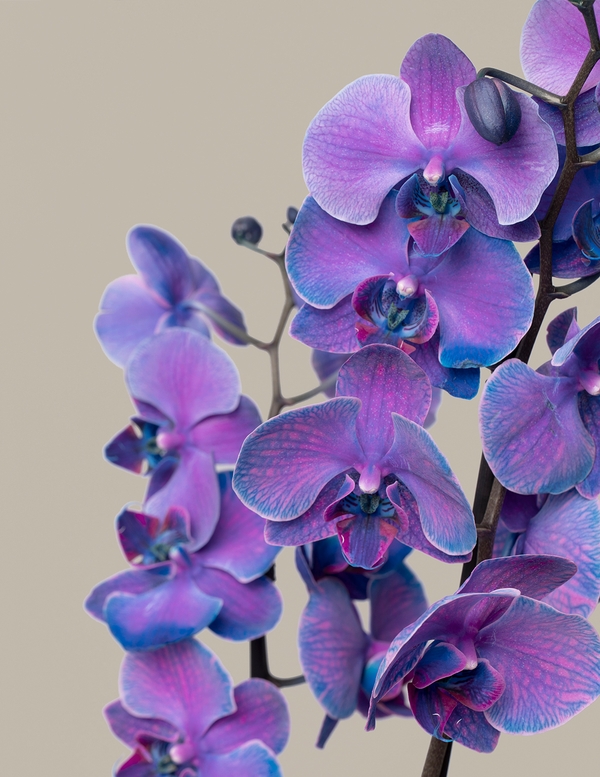 Shop Phalaenopsis Orchids