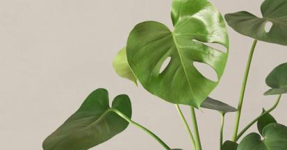 How to Care for a Monstera Deliciosa from Plants 101