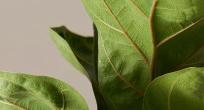 How to Care for a Fiddle Leaf Fig or Ficus Lyrata from Plants 101