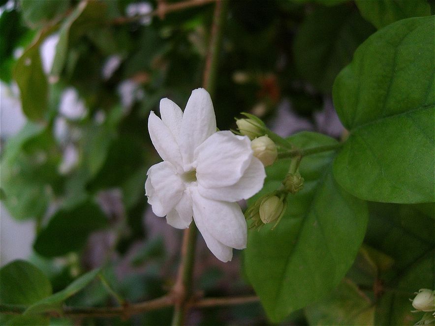 Jasmine Plant Photos and Images