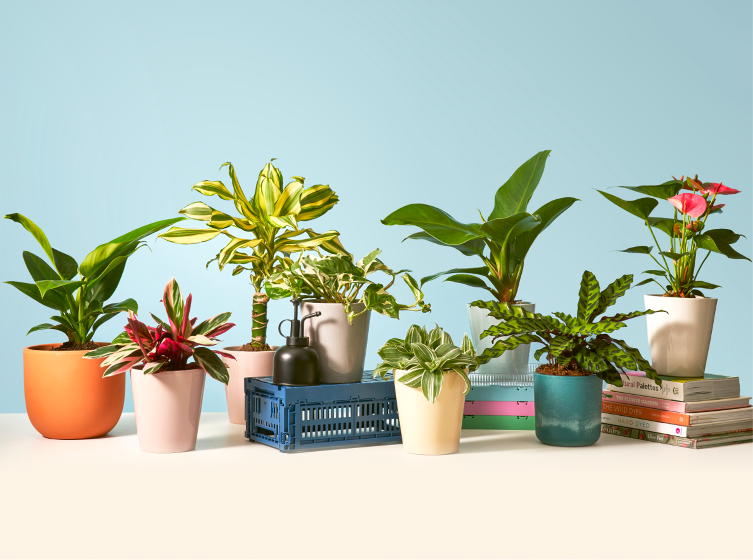 Verlaten Ondenkbaar Beenmerg The Sill | Buy Plants Online | Houseplant Delivery & Plant Care