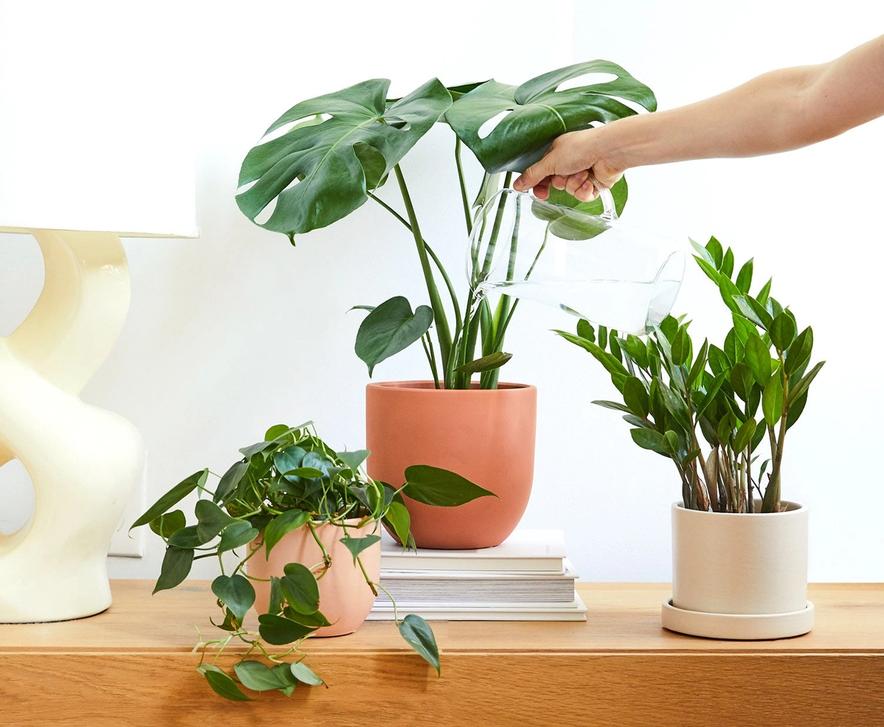 How To Keep Your Plants Alive While On Vacation | The Sill