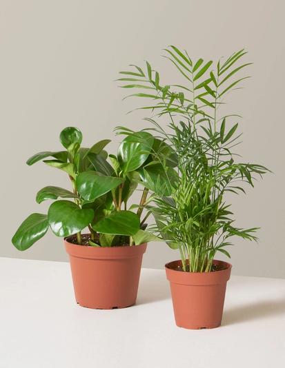 The Best Pet-Friendly Plant for Your Home from Ask The Sill