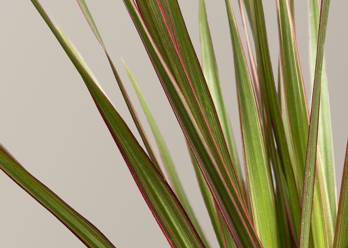 No sign of bugs, but what are these sticky clear balls on the underside of  my dracaena's leaves? : r/houseplants