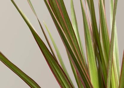 How to Care for a Dracaena from Plants 101