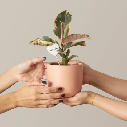The Biggest Plant Trends of 2021 So Far from Design Tips