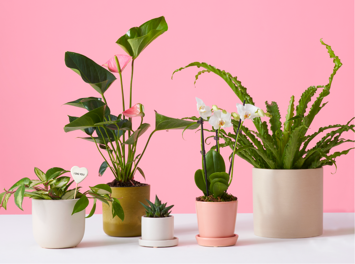 Lucky Plant Gift | Martha Stewart