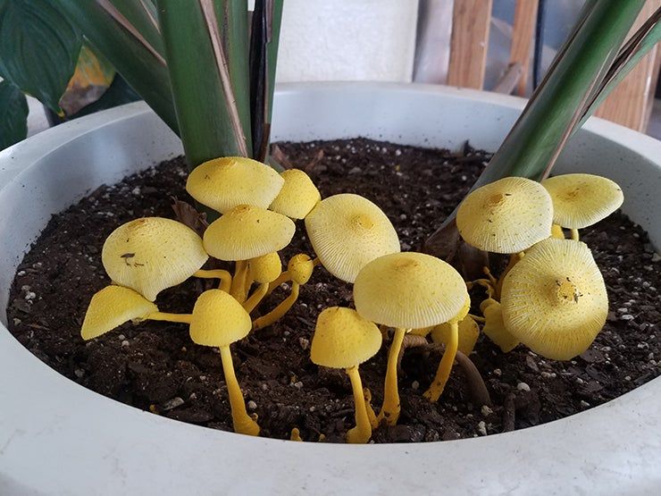 Who made a home with my plants and fake mushrooms? : r/mushroomID