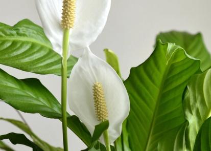 How to Care for a Peace Lily from Plants 101