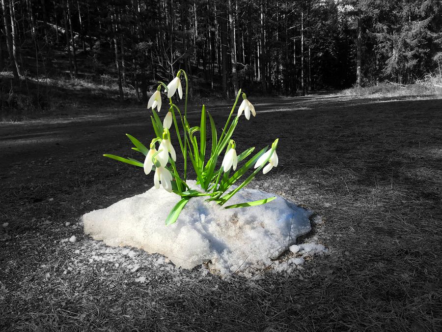 Early Spring Flowers