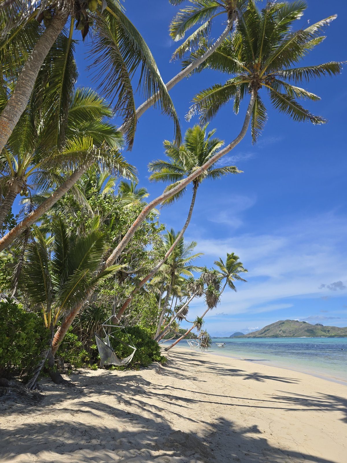 Palms leaning over a white-sand island beach