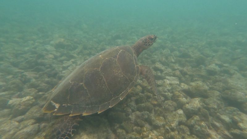 Swimming with wild turtles in Samoa, alone