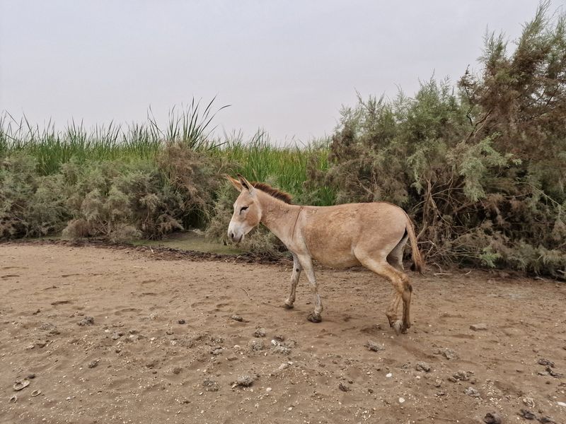 Rosso or Diama: choosing the border into Senegal
