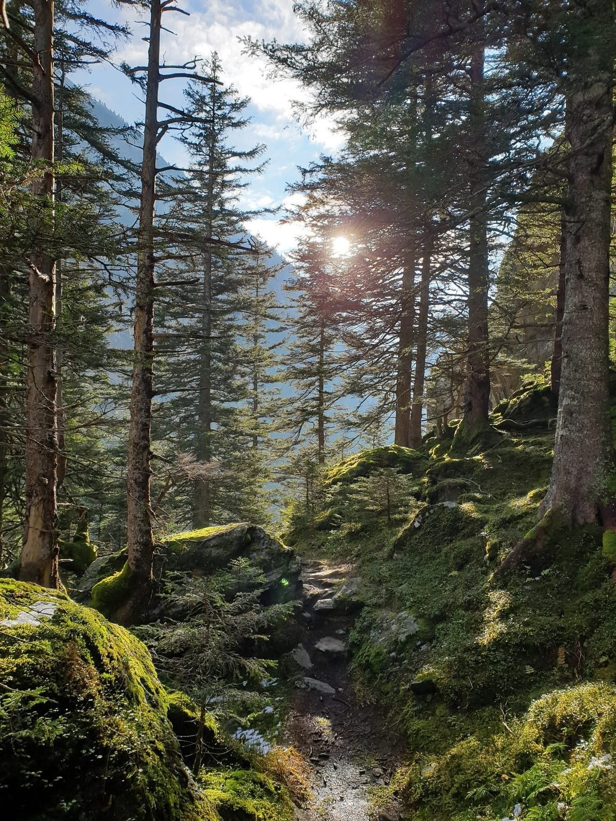 Mossy forest trail on the lower ascent