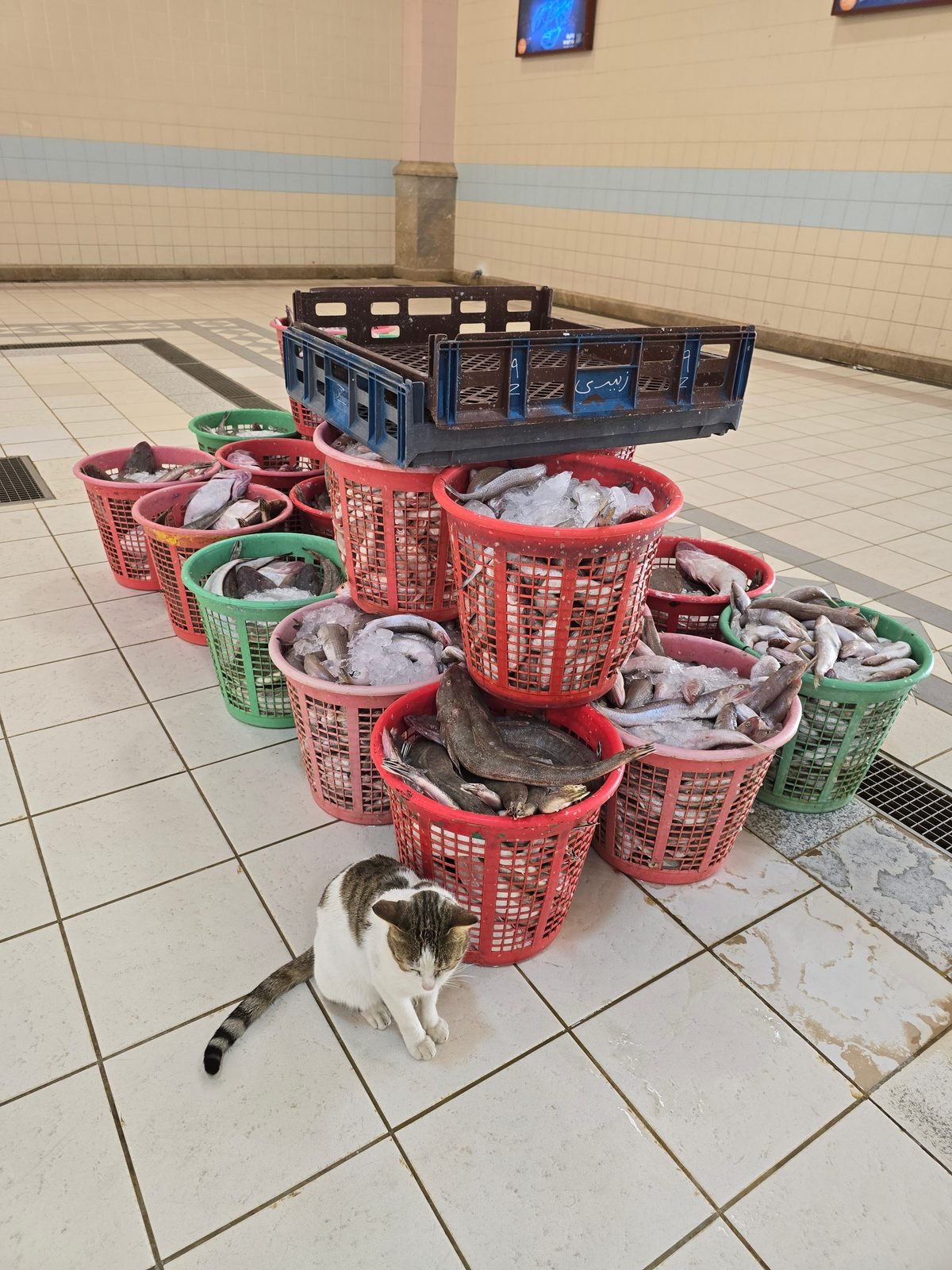 Baskets of the day's catch and a market cat at the fish market