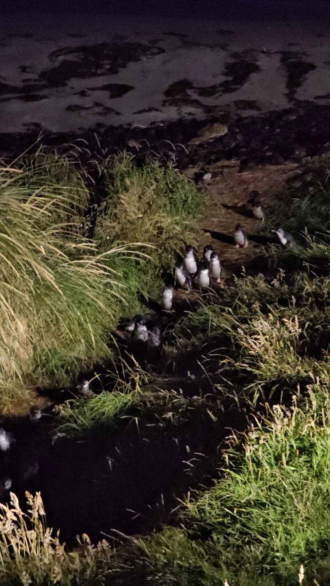 Waiting for the blue penguins at dusk