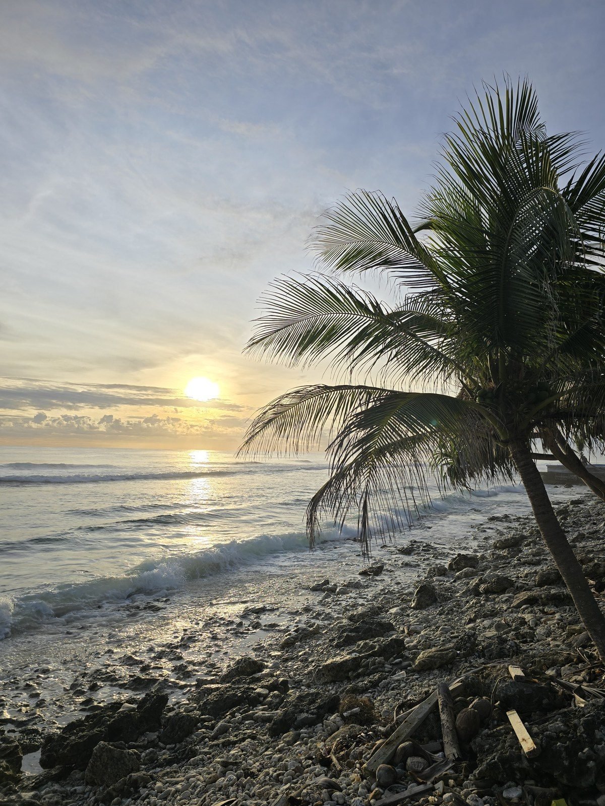 Sunset through a palm on Funafuti's ocean shore