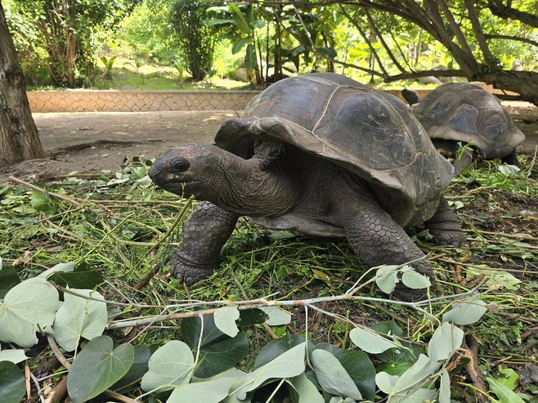 Is Seychelles worth the money?
