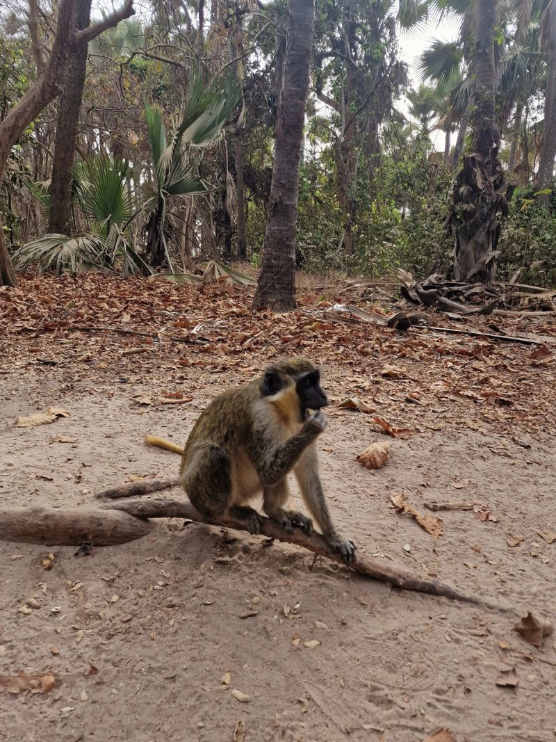 Bijilo forest: monkeys beside the resort strip