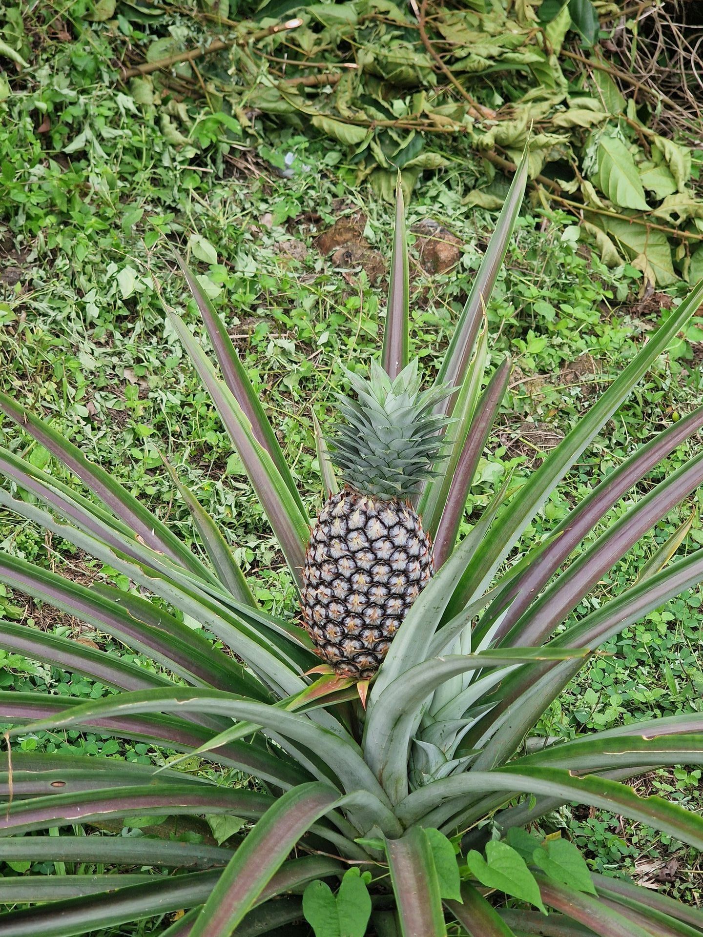 Bioko Island Journey, Equatorial Guinea