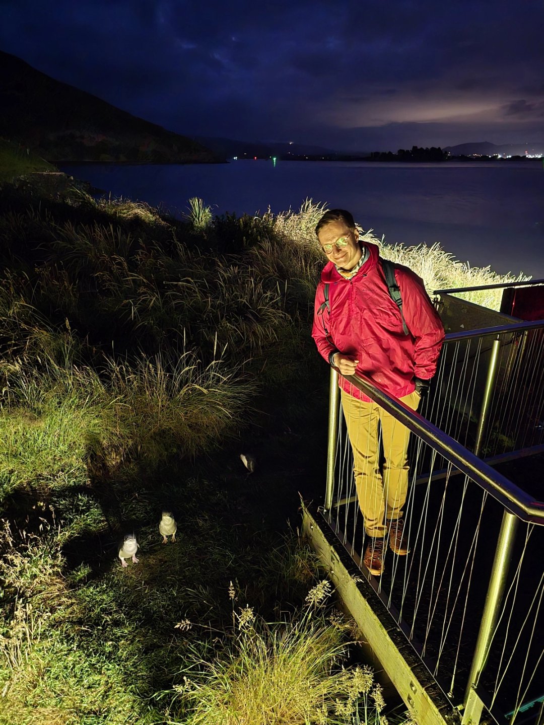 Waiting for the blue penguins at dusk